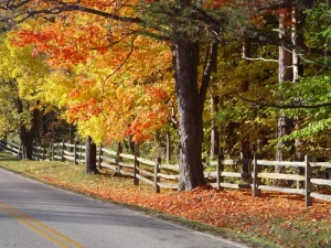 Image of a country road bright with fall colors